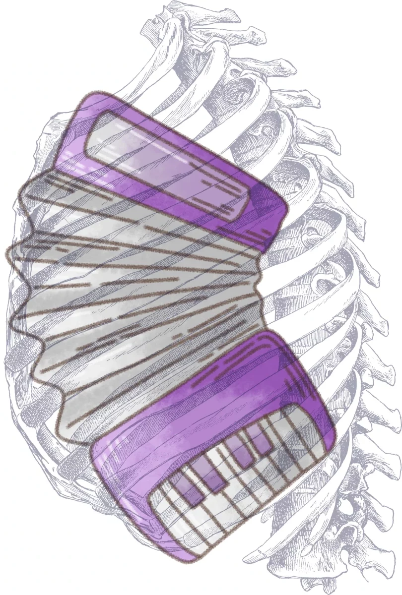 Brustwirbelsäule flexibel wie ein Arcordion