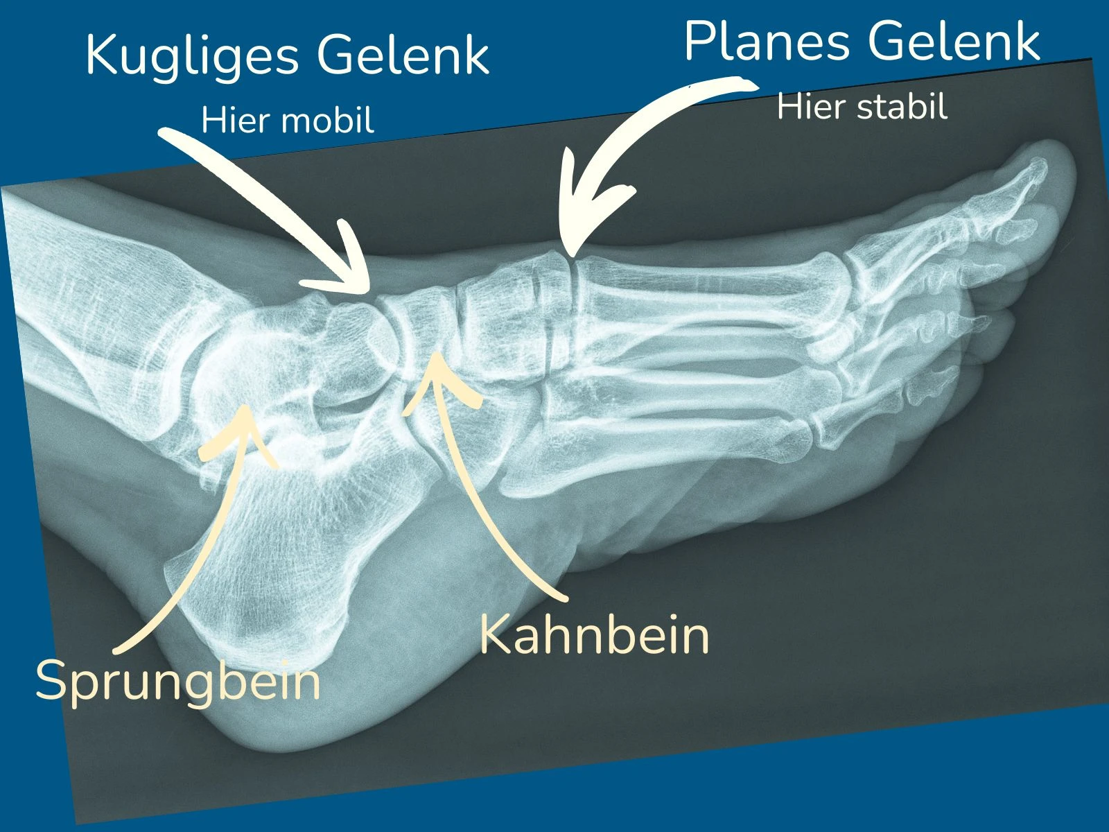 Fußkompass - Gesunde Füße